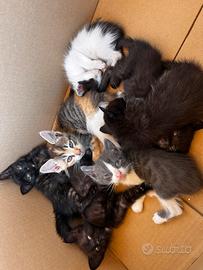 Gattini 1mese di vita