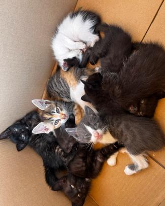 Gattini 1mese di vita