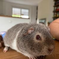 Cavia peruviana teddy