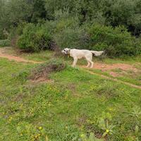 Cani da caccia al cinghiale