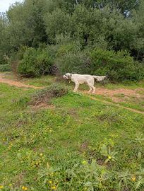 Cani da caccia al cinghiale
