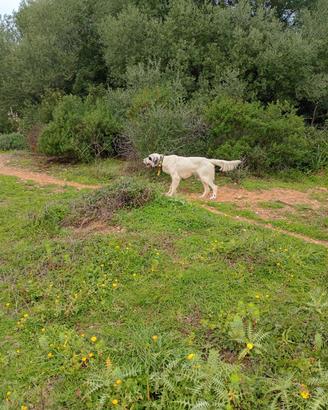 Cani da caccia al cinghiale