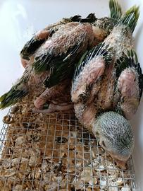 Pappagalli