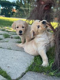 Golden retriever