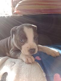 STAFFORDSHIRE BULL TERRIER Blue
