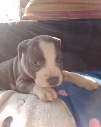 STAFFORDSHIRE BULL TERRIER Blue