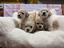 Immagine 29