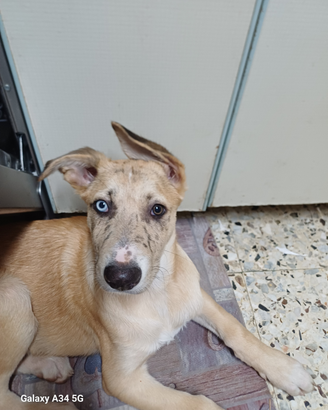 Cuccioli meticci
