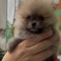 I veri spitz mini toy fulvi