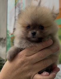 I veri spitz mini toy fulvi