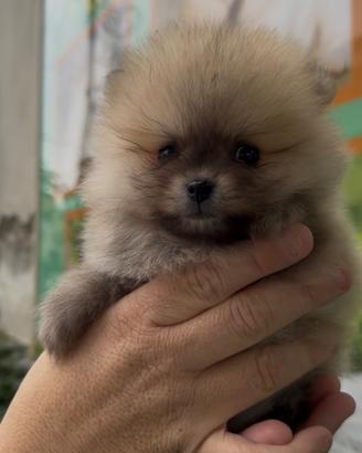 I veri spitz mini toy fulvi