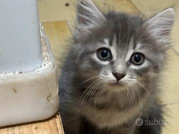 Gattino siberiano