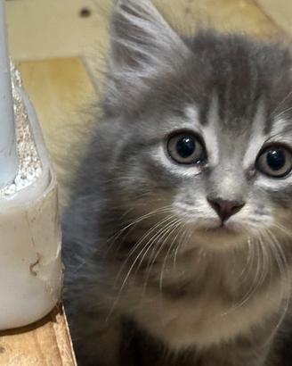 Gattino siberiano