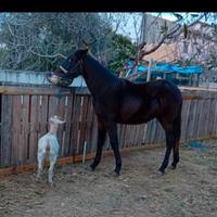 Cavallo nipote varenne