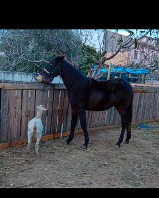Cavallo nipote varenne