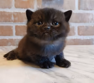 British Shorthair (simile) due Maschi Neri Moka