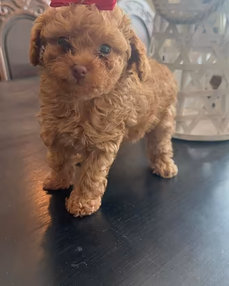Cuccioli di barboncino toy Red fuli