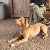 Zoro, splendido simi pitbull Red Nose