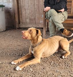 Zoro, splendido simi pitbull Red Nose