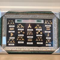 Teca di Fossili Pesci e Rettili - 45-70 Mil. anni