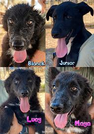 Blanck, Junior, Lucy e Maya, quattro cuccioli lup