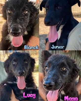 Blanck, Junior, Lucy e Maya, quattro cuccioli lup