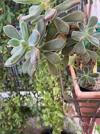 pianta grassa echeveria pulvinata