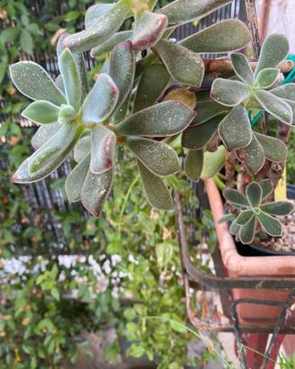 pianta grassa echeveria pulvinata
