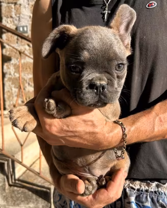 Maschietto bulldog francese blu/blu fawn tan