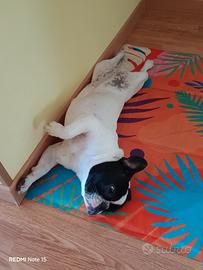 Bulldog francese femmina