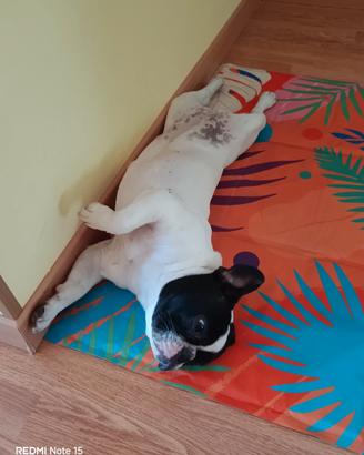 Bulldog francese femmina