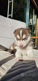 Cuccioli di Siberian Husky (red nose)