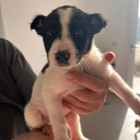 Cuccioli Taglia media contenuta