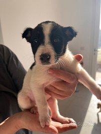 Cuccioli Taglia media contenuta