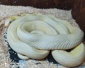 Elaphe Carinata albinoT-