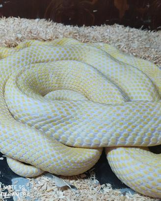 Elaphe Carinata albinoT-