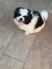 Cucciola femmina