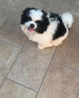 Cucciola femmina