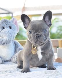 BULLDOG FRANCESE CUCCIOLI - pag in comode rate
