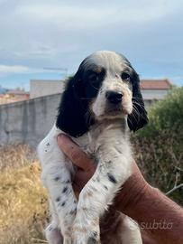 Cucciolo di setter inglese