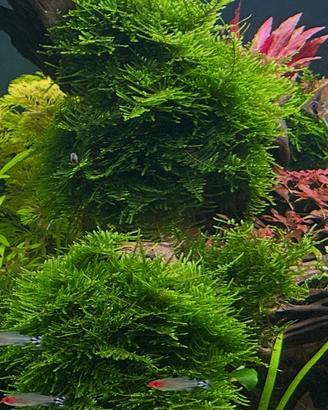 Taxiphyllum sp. "Spiky" 