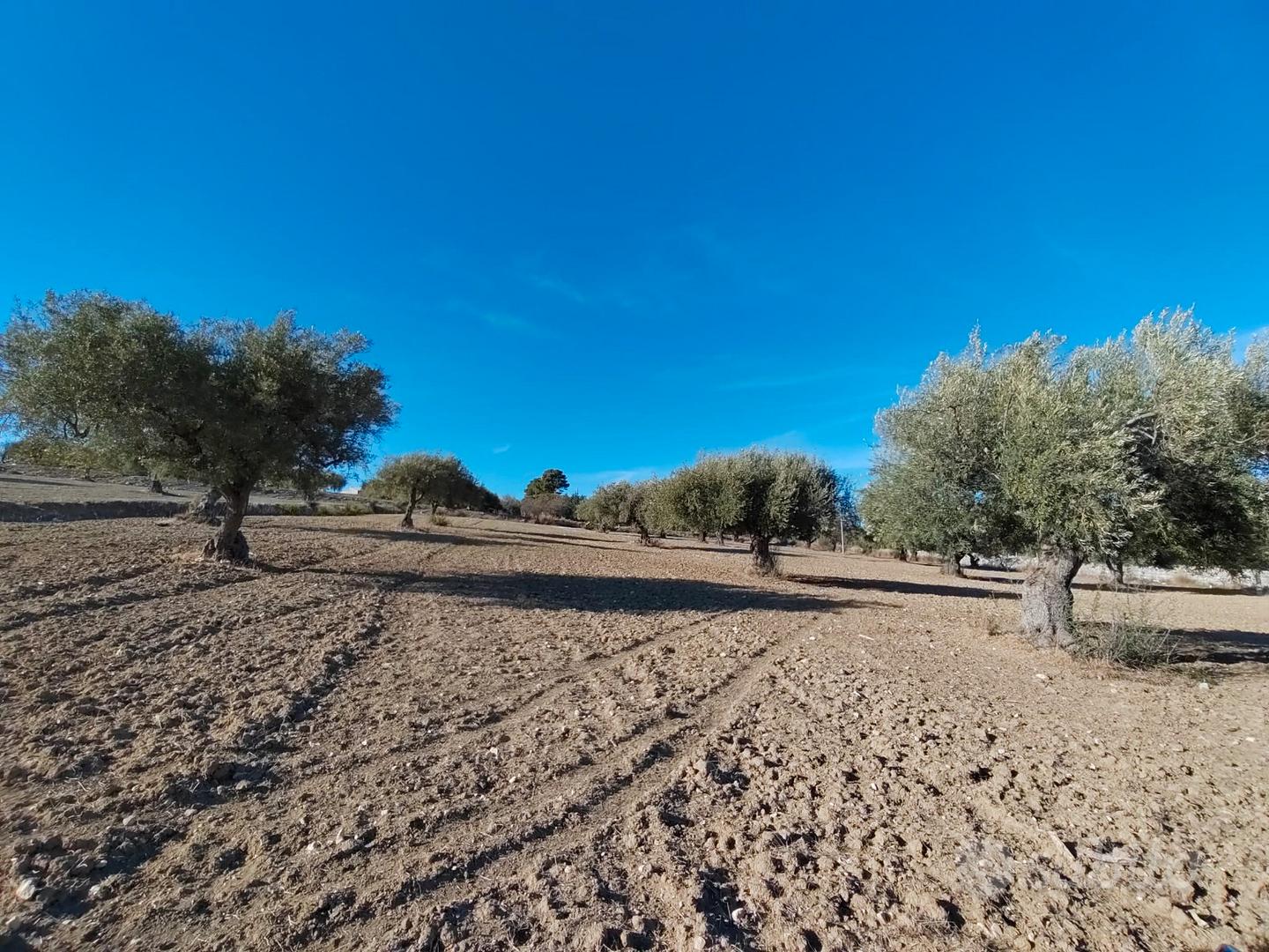 Terreno Agricolo 90 alberi Ulivo + Casa Scicli RG - Vista 3