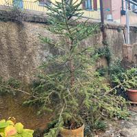 PINO vero albero di Natale