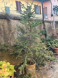 PINO vero albero di Natale