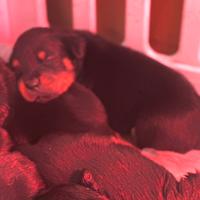 Cuccioli di rottweiler