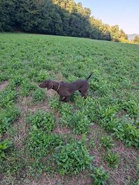 Cane da caccia