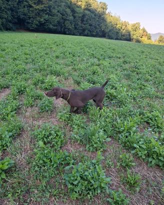 Cane da caccia