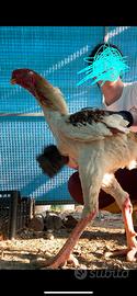 Galline gran combattente malese