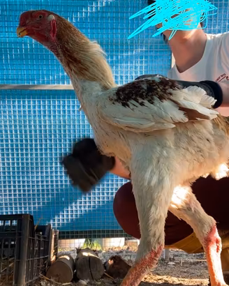 Galline gran combattente malese