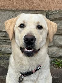 Labrador 9 mesi